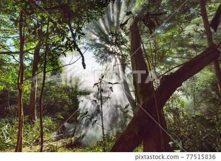 Sunny beams Sunny beams 77515836