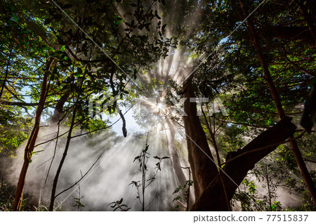 Sunny beams Sunny beams 77515837