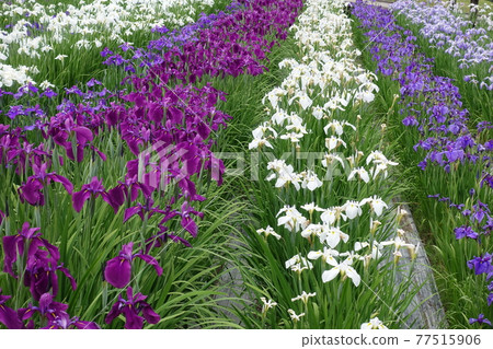 Ayame in full bloom Ayame in full bloom 77515906