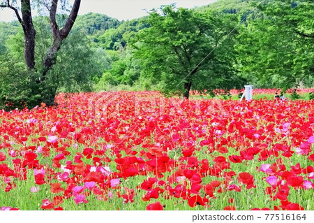Fresh green and poppies in full bloom Fresh green and poppies in full bloom 77516164