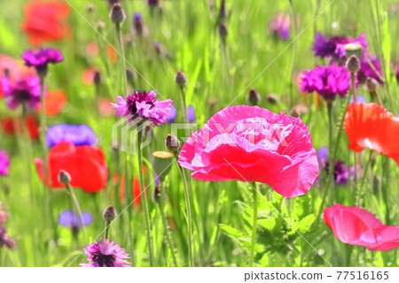 Beautiful Charley Poppy and Cornflower 77516165