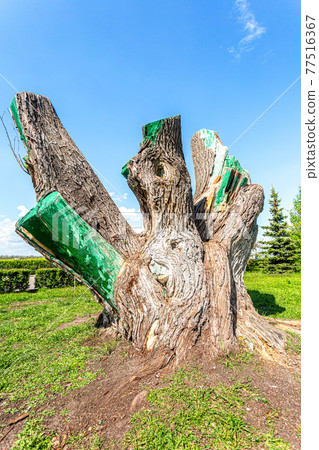 Large stump of an old tree with big trunk 77516367