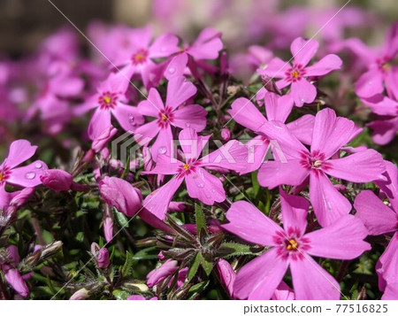 Cute little flower moss phlox in spring 77516825