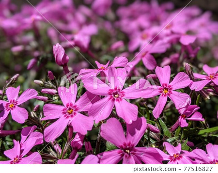 Cute little flower moss phlox in spring 77516827