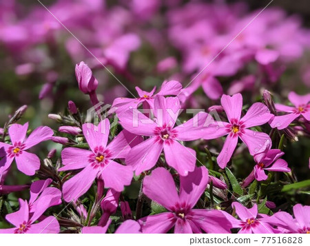 Cute little flower moss phlox in spring 77516828