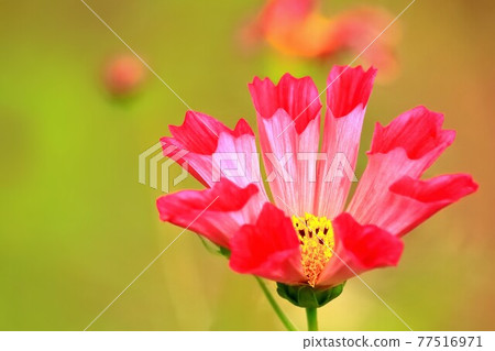Beautiful Cosmos Beautiful Cosmos 77516971