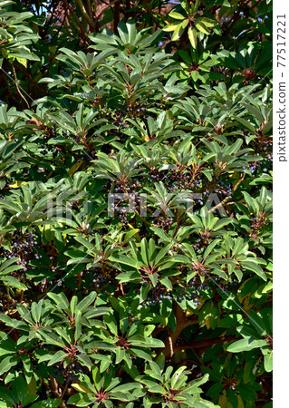 成為柚木樹的黑果 77517221