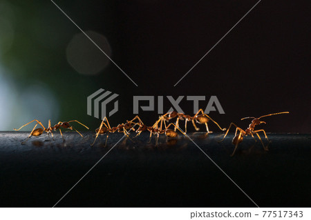 [昆蟲] 被初升的太陽照亮的Tsumugiari 77517343