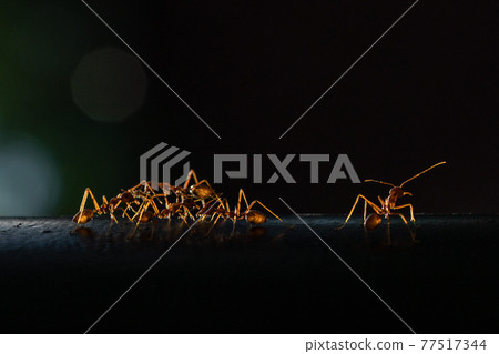 [昆蟲] 被初升的太陽照亮的Tsumugiari 77517344