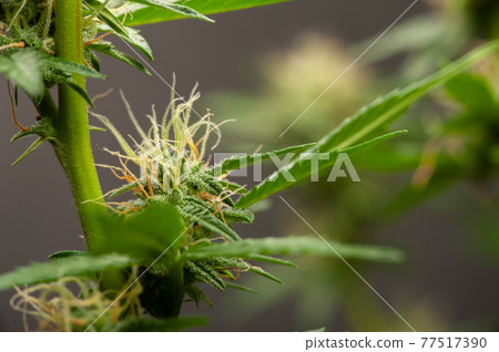 Green plant of marijuana. Legal cannabis cultivation. Medical indica with CBD. Green plant of marijuana. Legal cannabis cultivation. Medical indica with CBD. 77517390