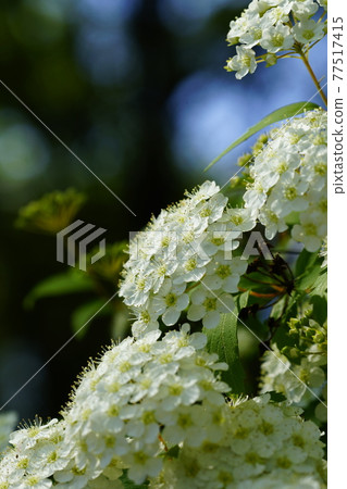 Otari的花朵 77517415