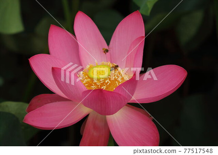 Lotus flower of Izunuma Lotus flower of Izunuma 77517548
