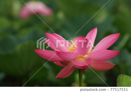 泉沼的蓮花 77517551