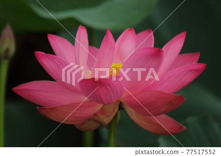 泉沼的蓮花 77517552