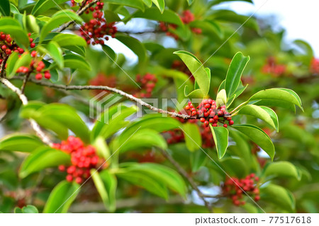 Red fruit of Kurobane no Moto 77517618
