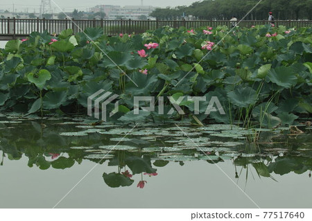 Lotus flower of Izunuma Lotus flower of Izunuma 77517640