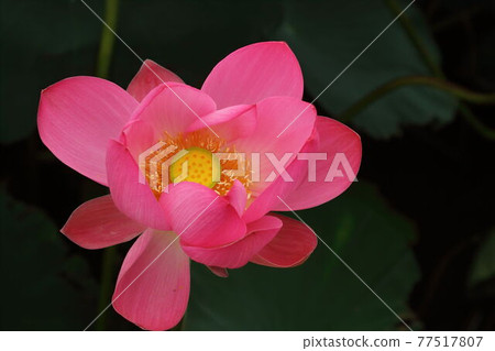 泉沼的蓮花 泉沼的蓮花 77517807