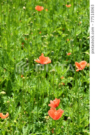 植物:Nagami Hinagi Genipaidae 植物:Nagami Hinagi Genipaidae 77518063