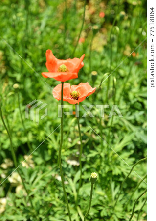 植物:Nagami Hinagi Genipaidae 植物:Nagami Hinagi Genipaidae 77518064