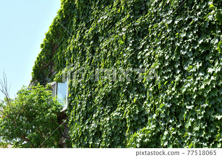 埼玉市步行：常春藤交織的房子 77518065