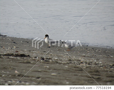 在Kemigawahama海岸休息的小燕鷗 77518194