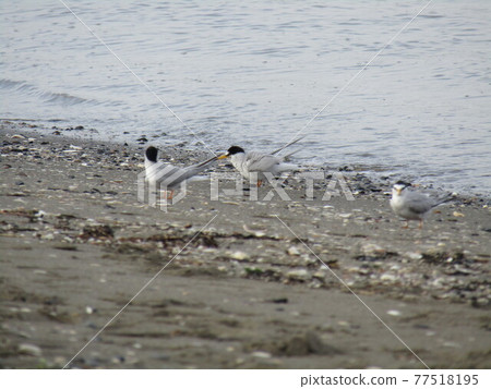 在Kemigawahama海岸休息的小燕鷗 77518195