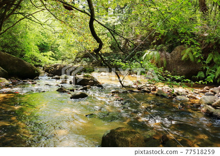 The flow of the river in the mountains surrounded by fresh green 77518259