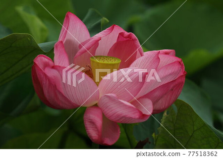 Kawajima Town Heiseinomori Park Lotus Pond Lotus Flower 77518362