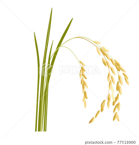 Rice sprouts vector stock illustration. A cereal plant with grains on the stem grown in the field. The ear of a wild flower. Isolated on a white background. Rice sprouts vector stock illustration. A cereal plant with grains on the stem grown in the field. The ear of a wild flower. Isolated on a white background. 77518900