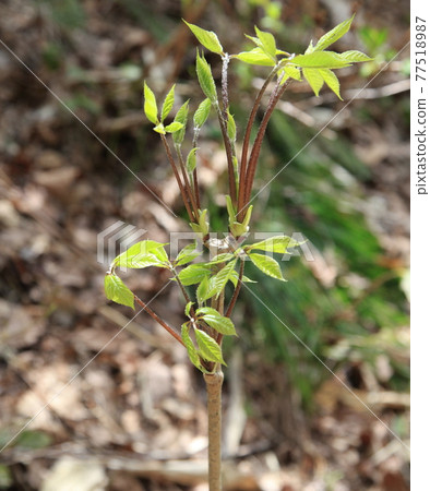 Coasiabra的辣芽 77518987