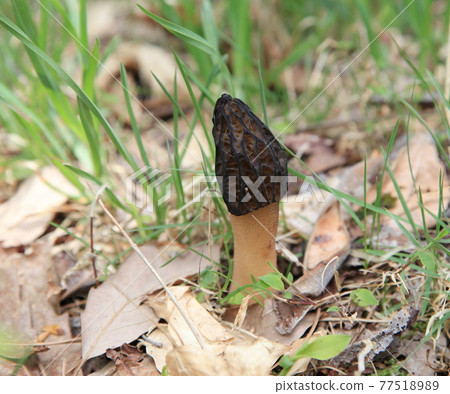 Morels (mushrooms) 77518989