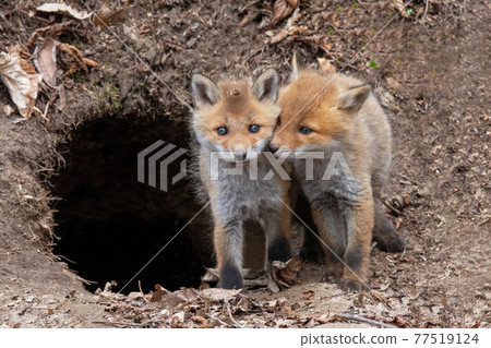 一個赤狐小孩從洞穴裡出來，互相玩耍 77519124