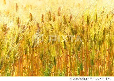 Wheat field of gold Wheat field of gold 77519130