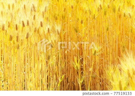 Wheat field of gold Wheat field of gold 77519133