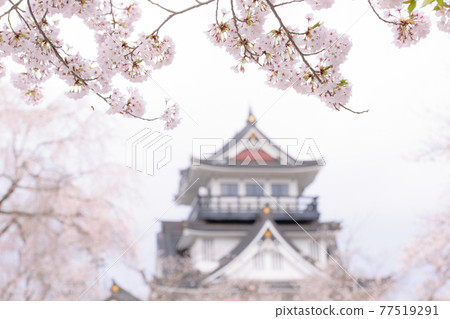 A castle tower surrounded by cherry blossoms, Yokote City, Akita Prefecture 77519291