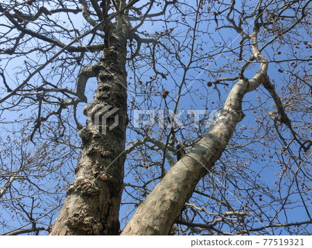 Suzukake tree Platanus tree 77519321
