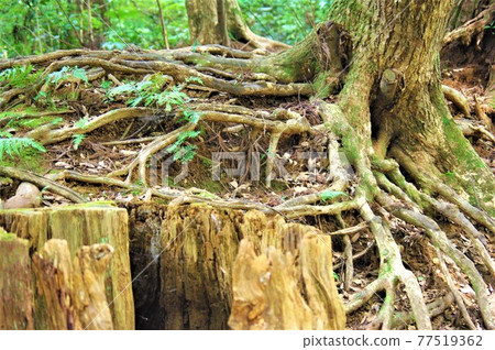 "Forest tree roots" 77519362