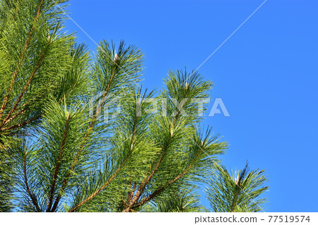 Pine leaves 77519574