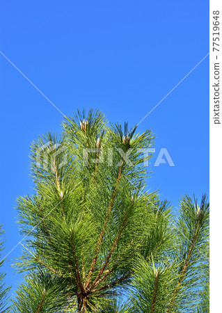 Pine leaves 77519648