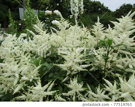 White flowers of Astilibe White flowers of Astilibe 77519763