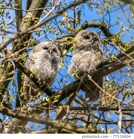 Juvenile tawny owls, Strix aluco perched on a twig Juvenile tawny owls, Strix aluco perched on a twig 77519804