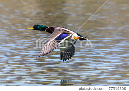 Wild duck or mallard, Anas platyrhynchos flying over a lake in Munich, Germany 77519808