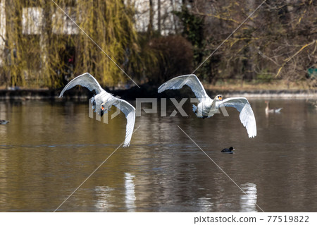 Mute swan, Cygnus olor flying over a lake in the English Garden in Munich, Germany Mute swan, Cygnus olor flying over a lake in the English Garden in Munich, Germany 77519822