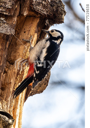 The Great Spotted Woodpecker, Dendrocopos major is sitting on the branch of tree 77519838