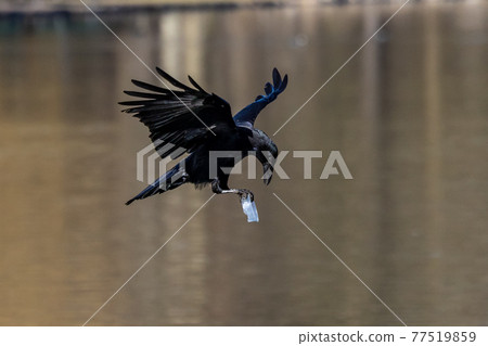 The Common Raven, Corvus corax flying at Kleinhesseloher Lake in Munich, Germany The Common Raven, Corvus corax flying at Kleinhesseloher Lake in Munich, Germany 77519859