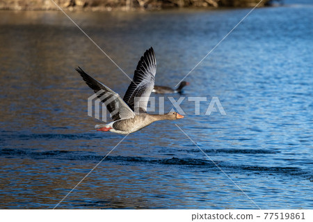 The flying greylag goose, Anser anser is a species of large goose The flying greylag goose, Anser anser is a species of large goose 77519861