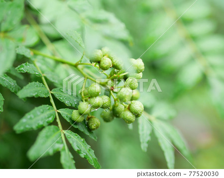 Sansho nuts, tree buds 77520030