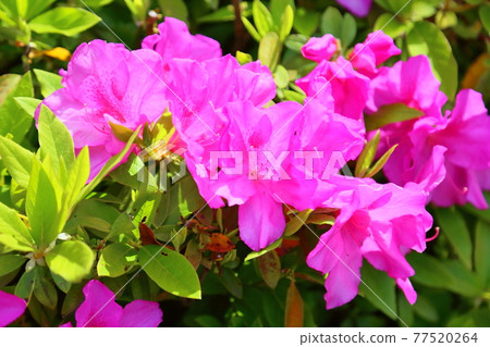 平戶杜鵑花 77520264