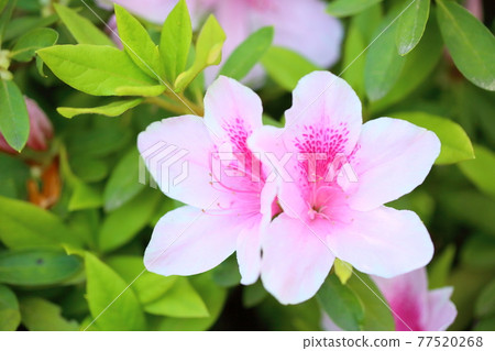 Hirado azalea flower Hirado azalea flower 77520268