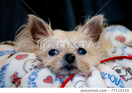 Buried dog 77520319